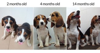 CRISPR beagles