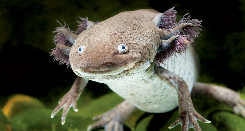 axolotl salamander