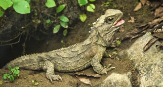 tuatara