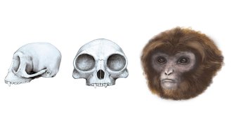 ape reconstruction
