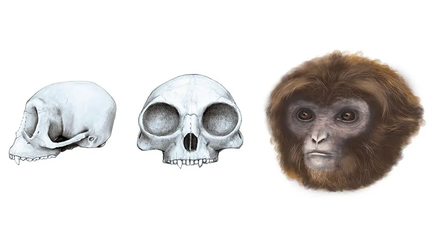 ape reconstruction