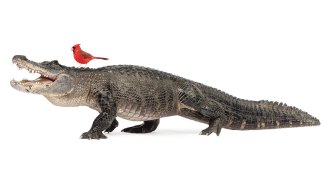 alligator with a  bird on its head