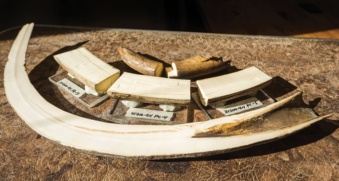 mammoth tusks