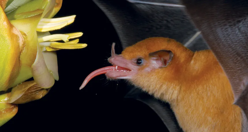 feeding orange bat