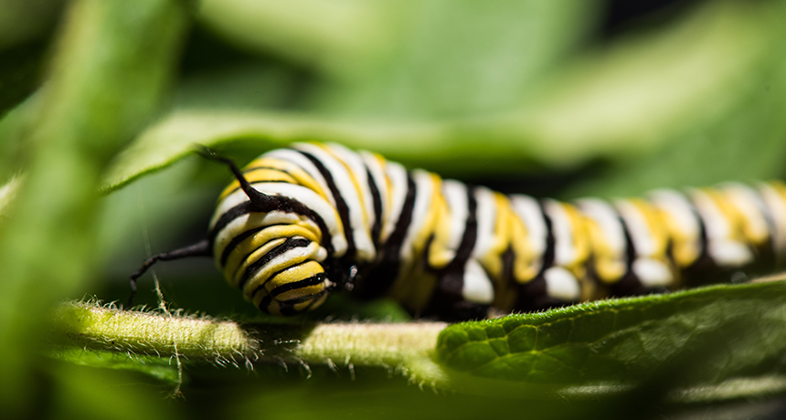 monarch caterpillar
