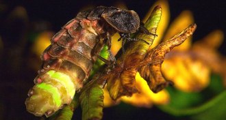 Lampyris noctiluca