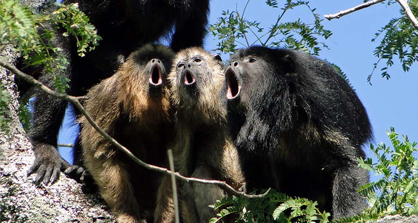 a choir of howler monkeys