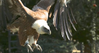 griffon vulture