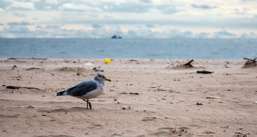 seagull on beach