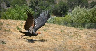California condor