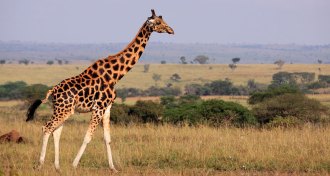 giraffe