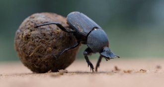 dung beetle