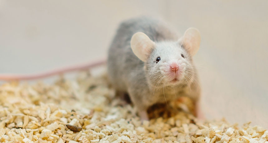 lab mouse