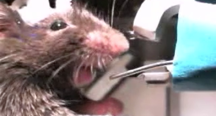 mouse reacting to bitter water