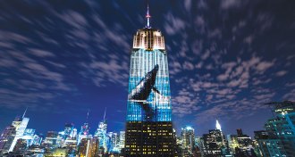 whale projected on skyscraper