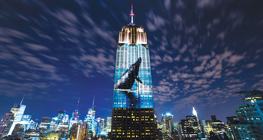 whale projected on skyscraper