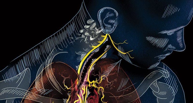illustration of the vagus nerve
