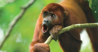 red howler monkey
