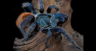 tarantula Chromatopelma cyaneopubescens