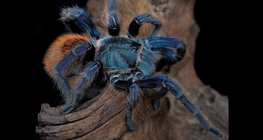 tarantula Chromatopelma cyaneopubescens