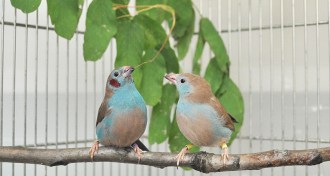 Blue-capped cordon-bleu songbirds