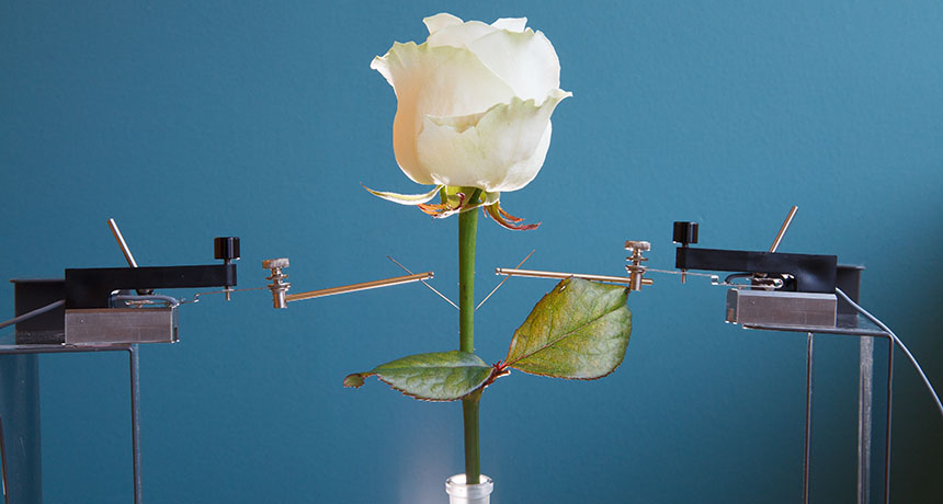 rose with electrodes
