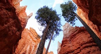 Douglas fir trees in Bryce Canyon