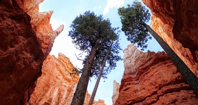 Douglas fir trees in Bryce Canyon