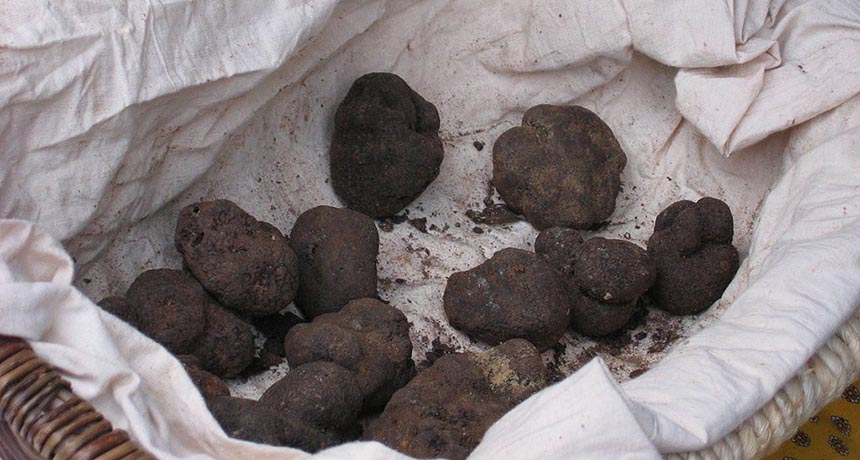 truffles in a basket