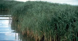 smooth cordgrass
