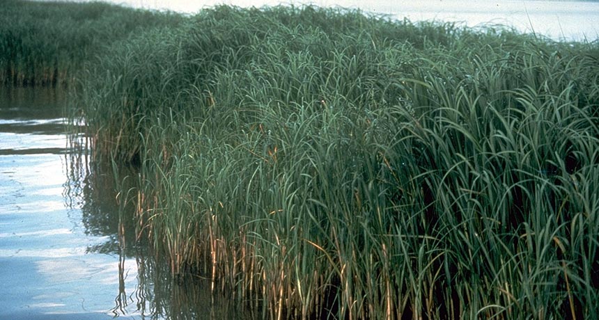 smooth cordgrass