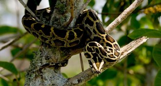 Burmese python