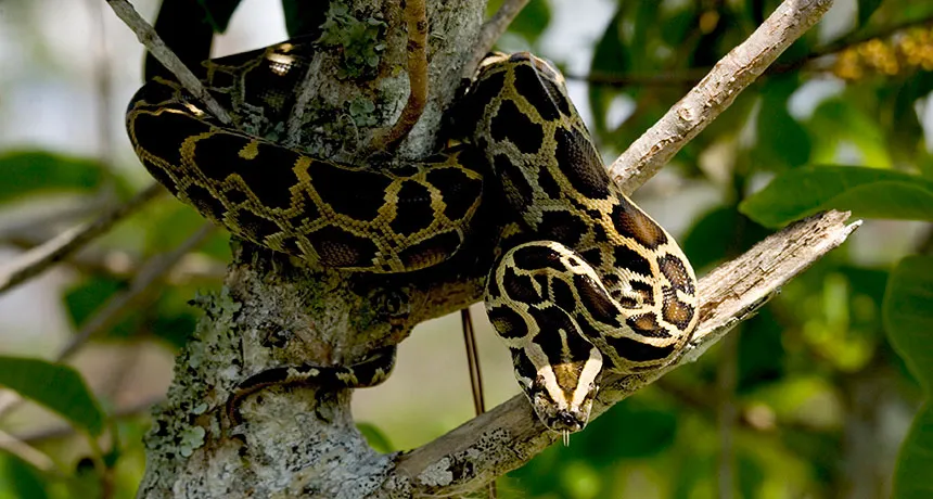 Burmese python