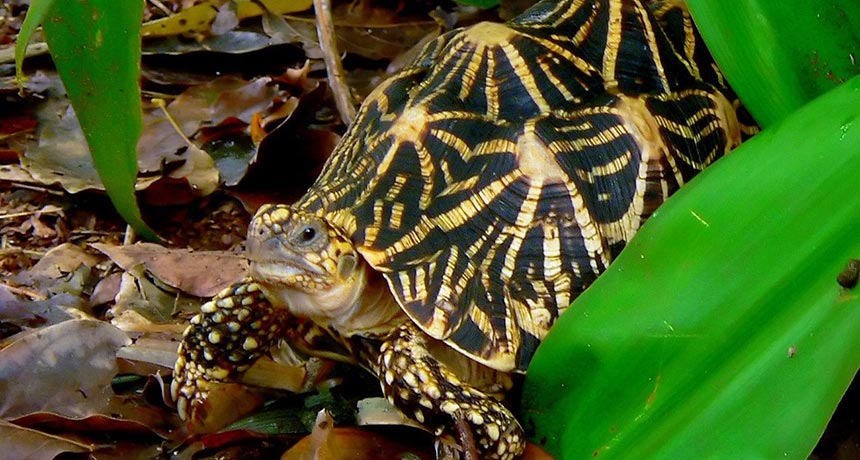 Indian star tortoise