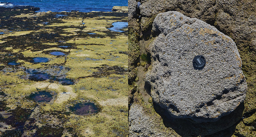 sauropod tracks and cast