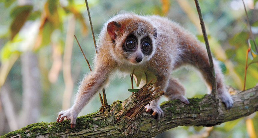 pygmy slow loris