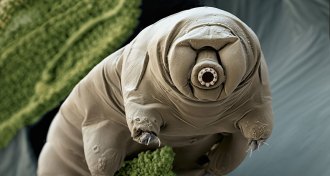 Tardigrade