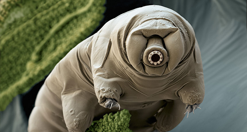 Tardigrade