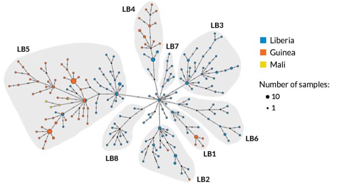 Ebola outbreak network map