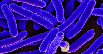E. coli
