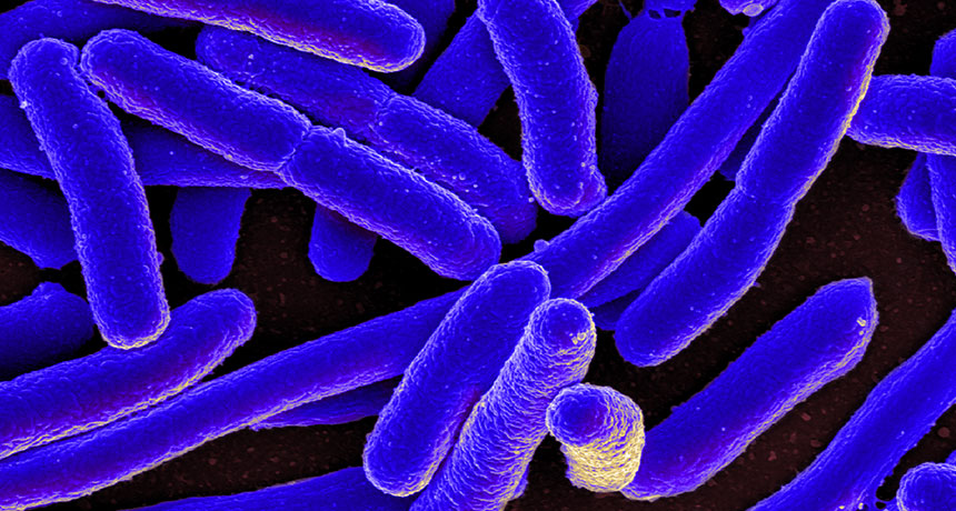 E. coli