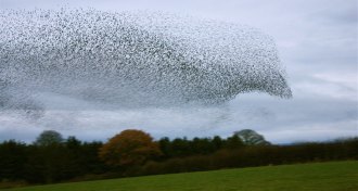 bird flock