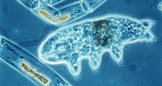 tardigrades