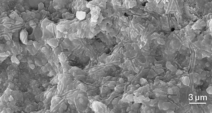 microbial cells in quartz