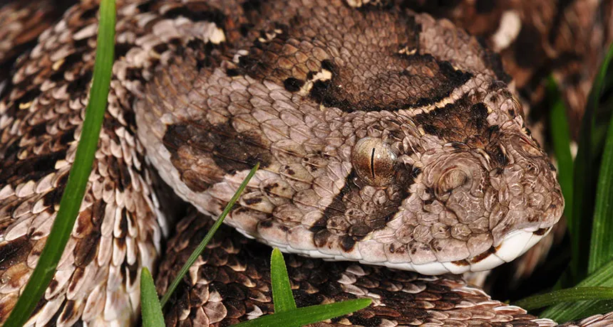 Puff adder