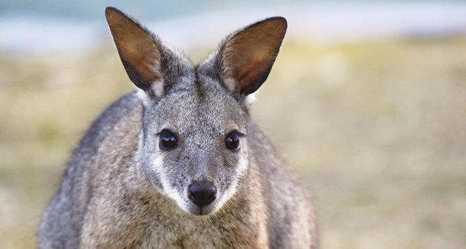 wallaby