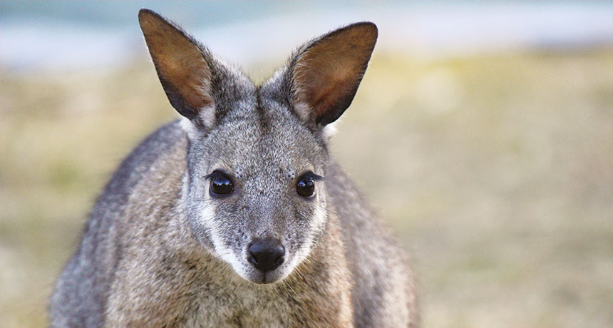 wallaby