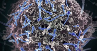 Ebolavirus