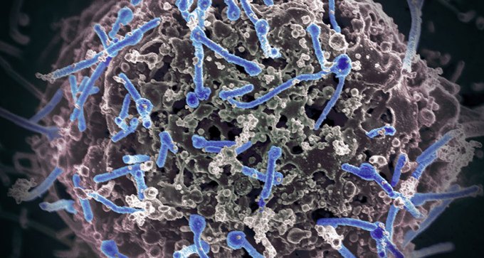 Ebolavirus