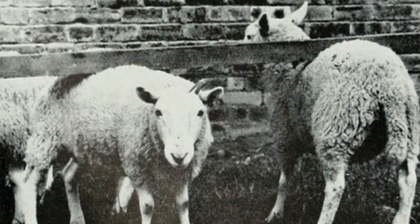 Sheep with scrapie